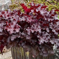 Heuchera 'Cherry Truffles' DOLCE® series