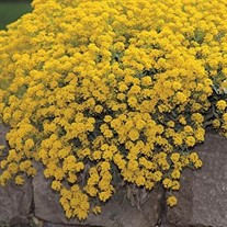 Perennial Alyssum 'Golden Spring'