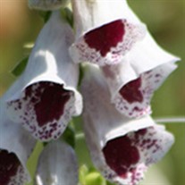 'Pam's Choice' Foxglove
