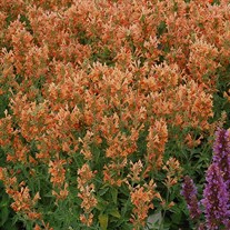 Agastache POQUITO Orange