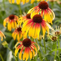 Fiery Meadow Mama Coneflower