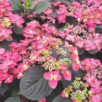 TUFF STUFF™ Red Hydrangea - Mountain
