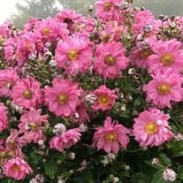 Anemone FALL IN LOVE 'Sweetly' PPAF 