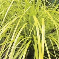 Carex o. 'Everillo' PP21002