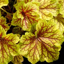Heuchera ‘Red Lightning’