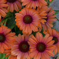 'Orange You Awesome' Coneflower