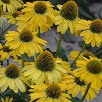 'Yellow My Darling' Coneflower