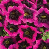 'Blackcurrant Punch'