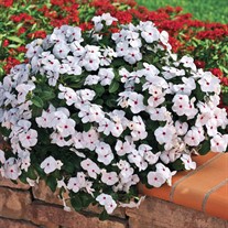 Cora® Cascade Polka Dot® Vinca  Catharanthus roseus