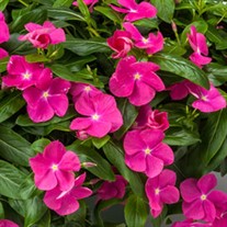 Cora® Cascade Violet Vinca  Catharanthus roseus