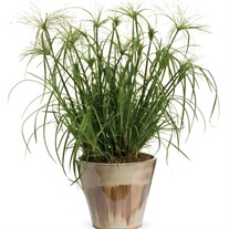 Graceful Grasses® King Tut® Egyptian Papyrus  Cyperus papyrus