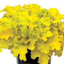 Heuchera ‘Lemon Supreme’