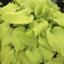 Hosta 'Dancing Queen'