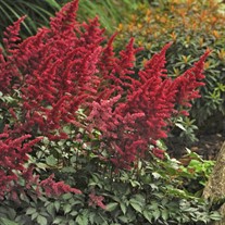 Astilbe 'Fanal'