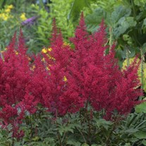 Astilbe 'Red Sentinel'