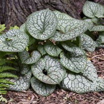 Brunnera m. 'Jack of Diamonds' 