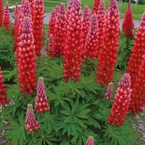 'Red Rum' Lupine WESTCOUNTRY