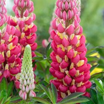 'Tequila Flame' Lupine WESTCOUNTRY