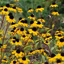 Rudbeckia triloba