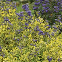 Bluebeard ‘Gold Crest’