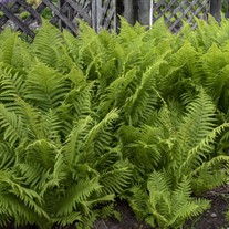 'Ostrich Fern' Matteuccia struthiopteris 