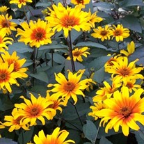 'Burning Hearts' False Sunflower 