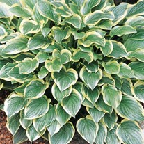 Hosta 'So Sweet'