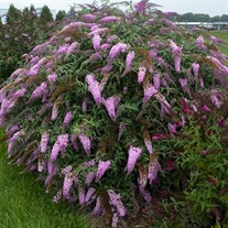Buddleia 'Pink Cascade' PP30711 Cascade Collection