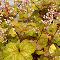 Heuchera ‘Champagne’ Coral Bells