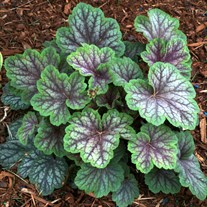 ‘Green Spice’ Coral Bells