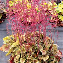 NORTHERN EXPOSURE™ Sienna Coral Bells