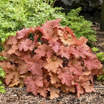 Heuchera Primo® 'Peachberry Ice' Coral Bells 