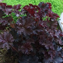 Heuchera Palace Purple Coral Bells