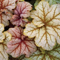 Heuchera ‘Topaz Jazz’