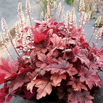 Heucherella ‘Peach Tea’