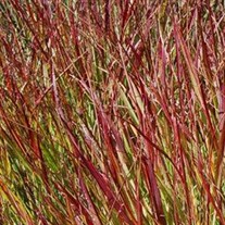 'Shenandoah'  Switch Grass