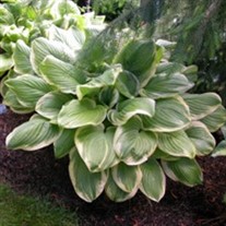 'Fragrant Bouquet' Hosta