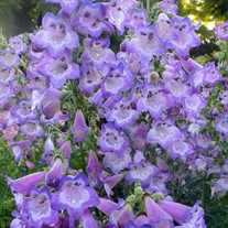 ‘Cha Cha Lavender’ Penstemon