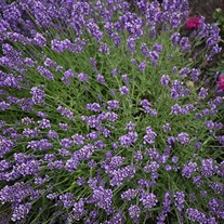 SuperBlue English Lavender