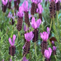 'Otto Quast' Spanish Lavender
