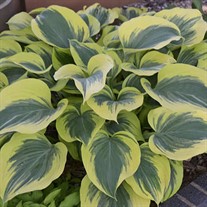 Hosta 'Liberty' PP12531 