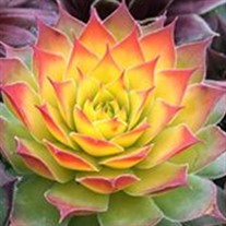 Chick Charms® 'Gold Nugget'