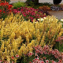 Agastache POQUITO Butter Yellow
