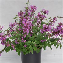 Sunrise™ 'Violet'  Agastache
