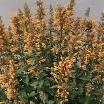 Sunrise™ 'Yellow' Agastache