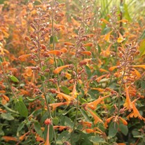 'Tango' Hyssop Agastache
