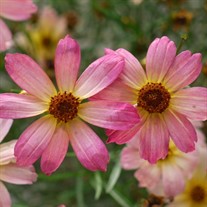 'Shades of Rose' Tickseed