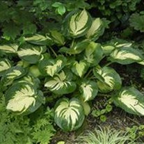 'Great Expectations' Hosta
