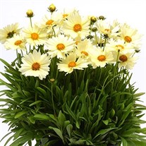 UpTick™ Cream Tickseed