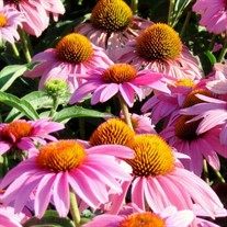 'Feeling Pink' Coneflower